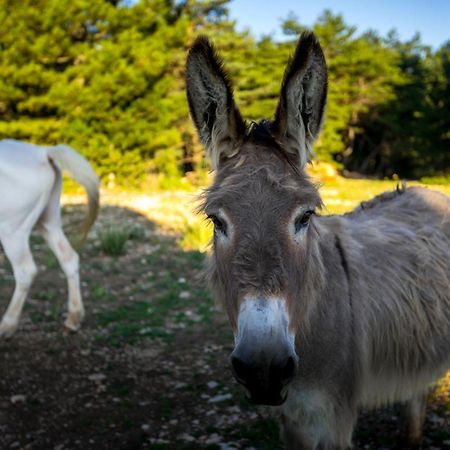 A Ventoux Yourte Monieux المظهر الخارجي الصورة