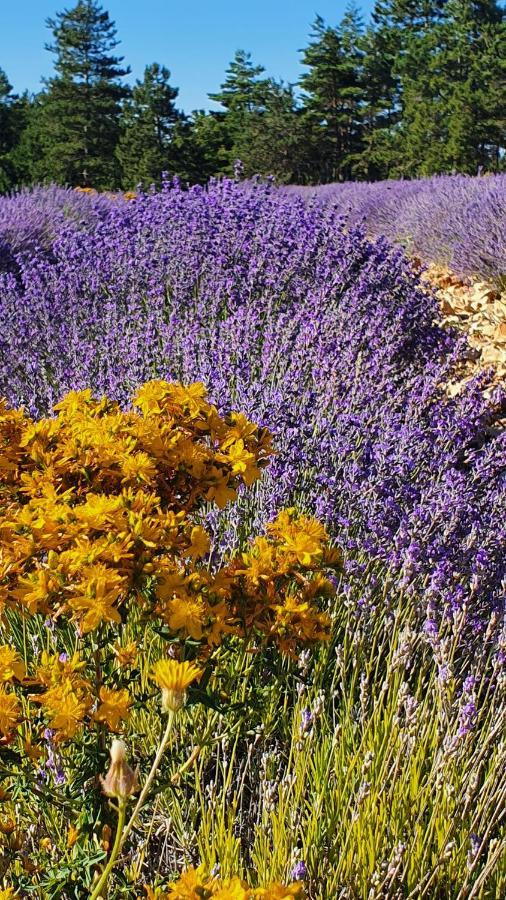 A Ventoux Yourte Monieux المظهر الخارجي الصورة