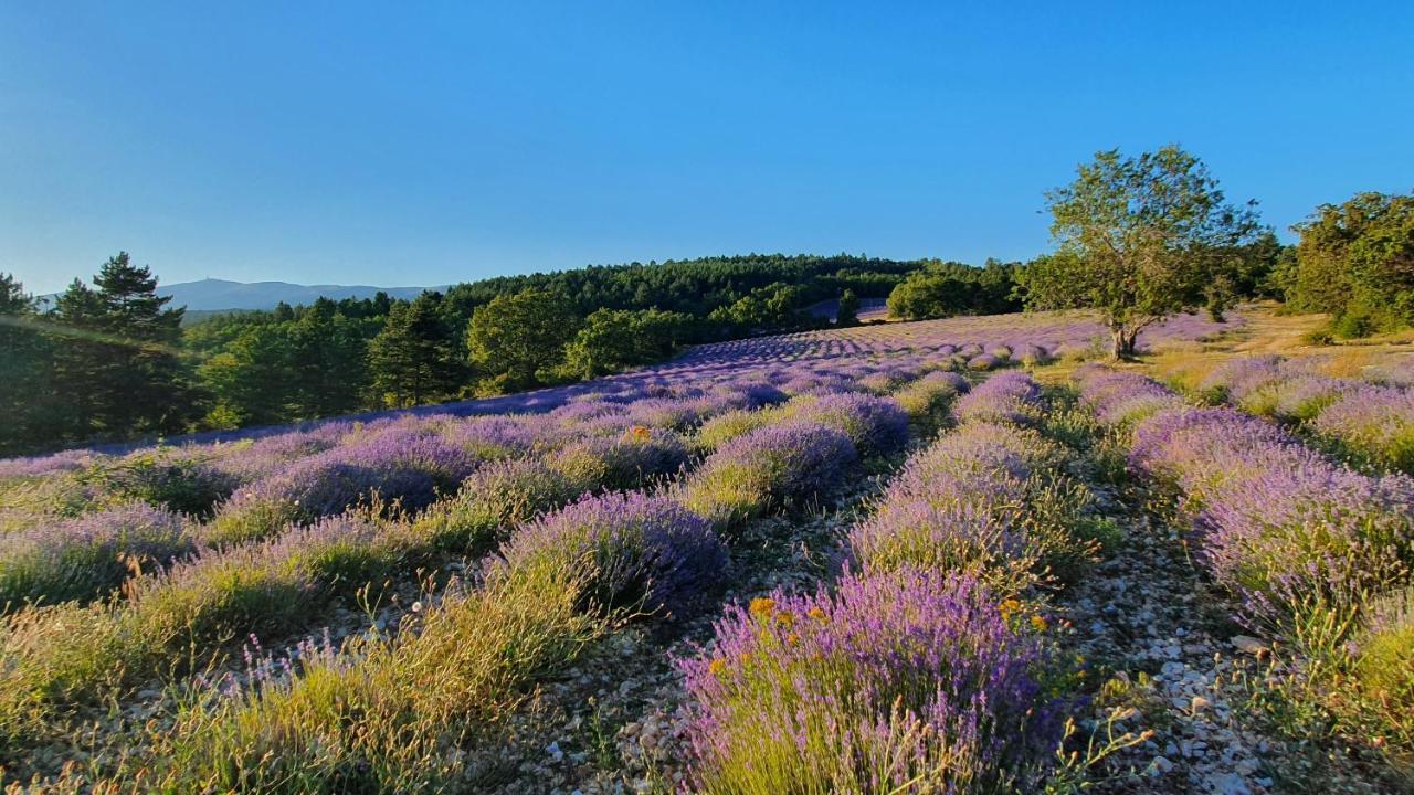 A Ventoux Yourte Monieux المظهر الخارجي الصورة