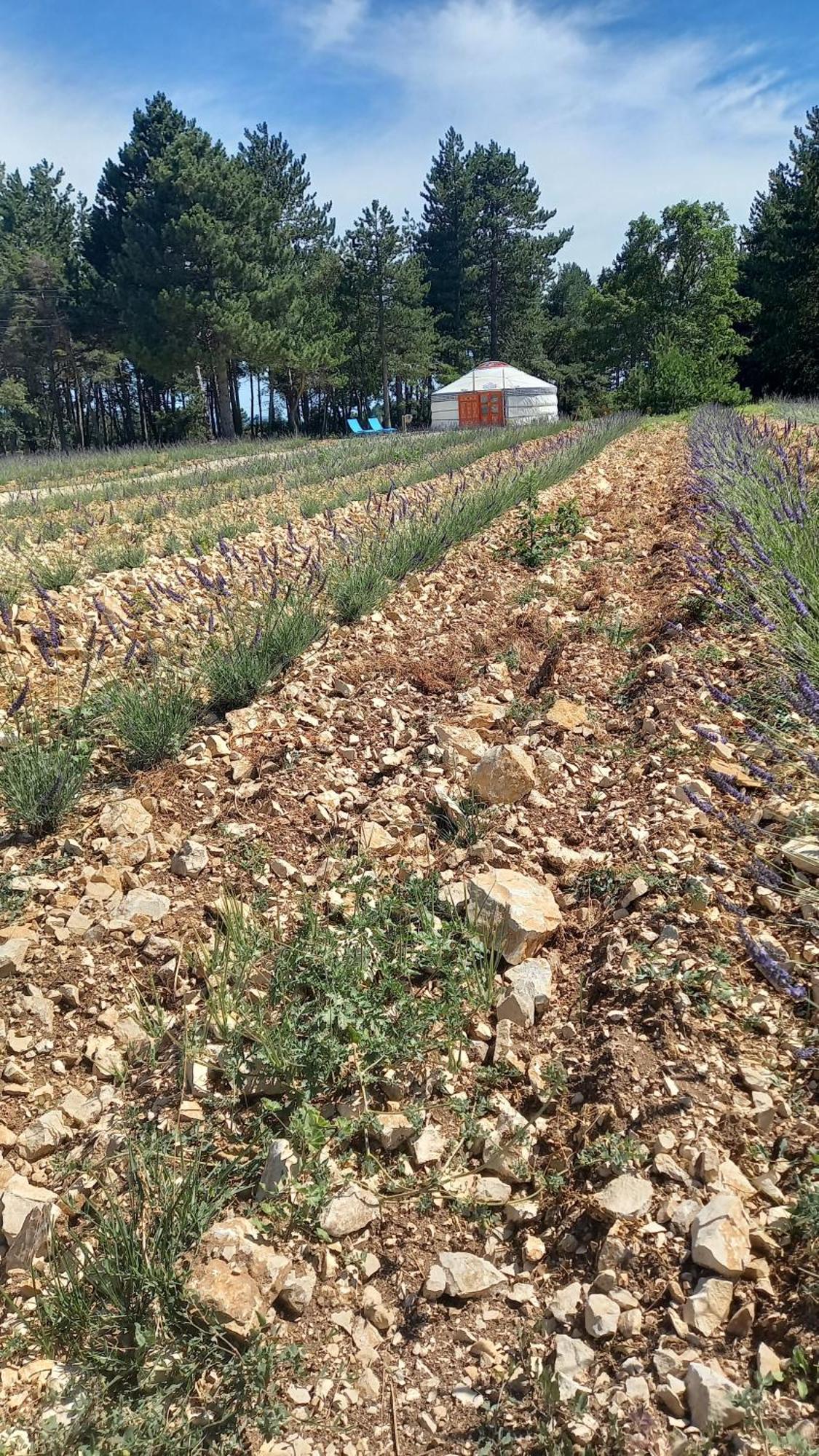 A Ventoux Yourte Monieux المظهر الخارجي الصورة